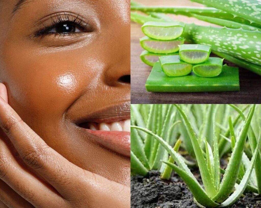 Aloe Vera for Skin- Tips on how to extract and apply