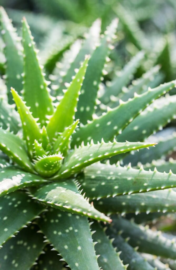 Aloe Vera for Skin- Tips on how to extract and apply