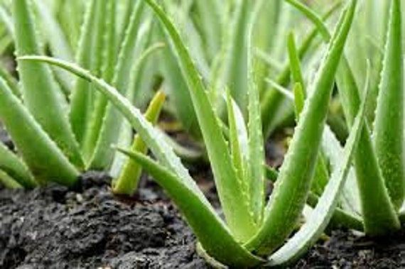 Aloe Vera for Skin- Tips on how to extract and apply